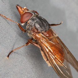 Rhingia rostrata